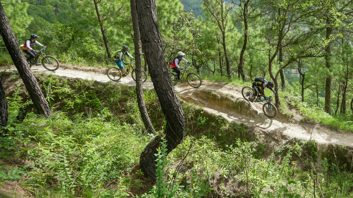 Vier Mountainbiker fahren auf einem gewundenen Kiefernwaldweg.
